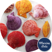 8711 - Noble Scallop Pairs